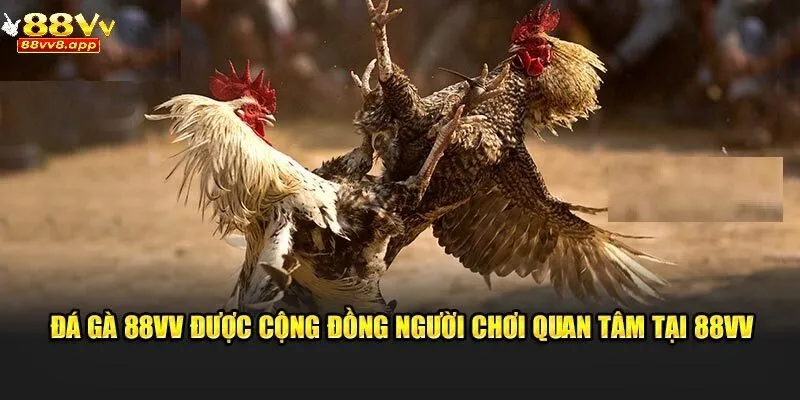 Đá gà 88VV được đông đảo cược thủ quan tâm tại 88VV